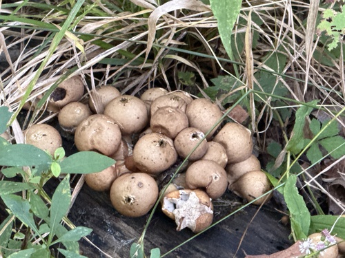 Pear-shaped Puffball