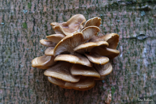 Oyster Mushroom