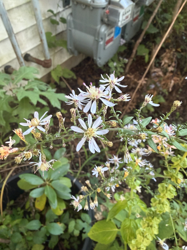 Common Blue Wood Aster