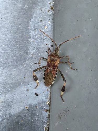 Western Conifer Seed Bug