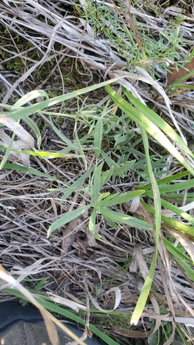 narrowleaf puccoon