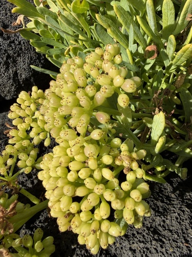 rock samphire