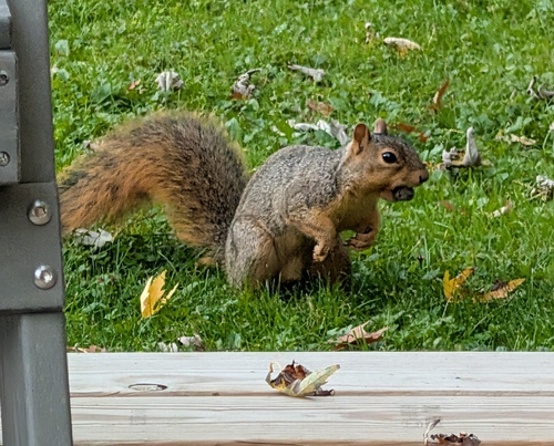 Eastern Fox Squirrel