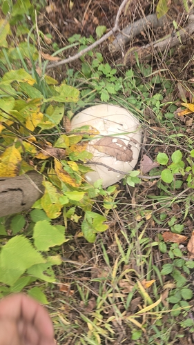 giant puffball