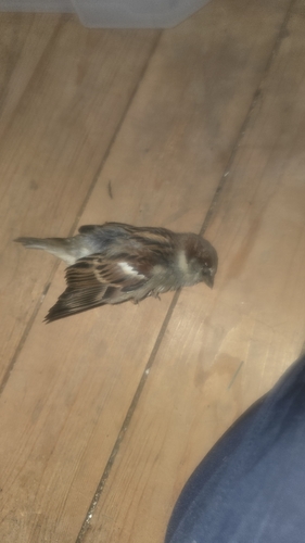House Sparrow
