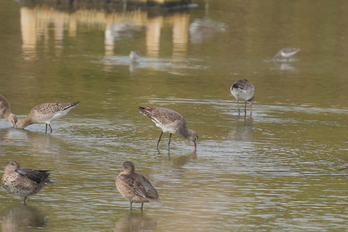Black-tailed Godwit