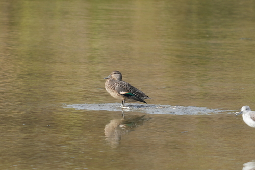 Green-winged Teal