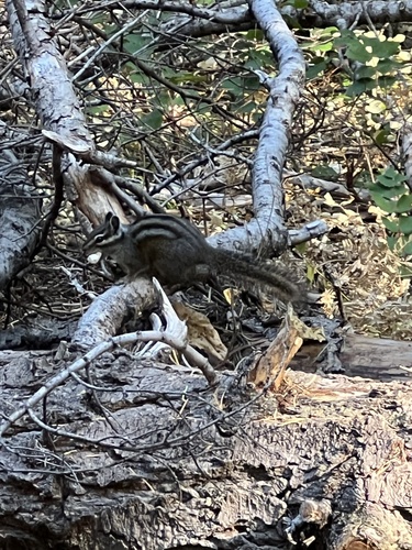 Shadow Chipmunk observed by max_benningfield