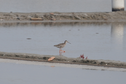 Spotted Redshank