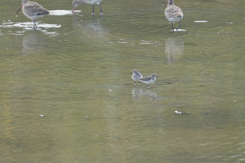 Temminck's Stint