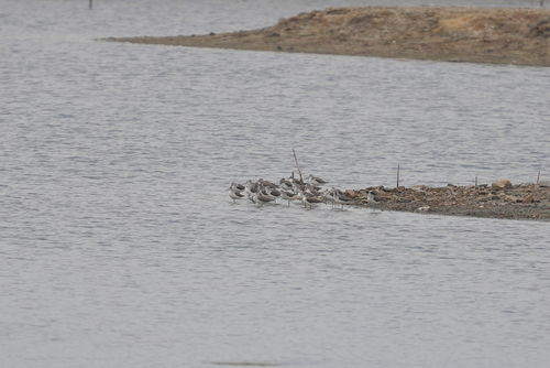 Common Greenshank