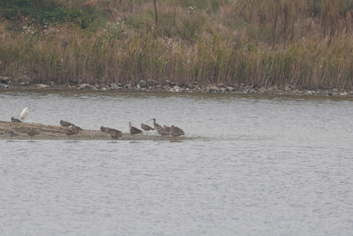 Far Eastern Curlew