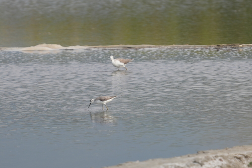 Marsh Sandpiper