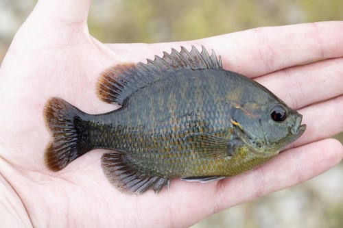 Redspotted Sunfish