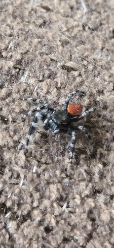 Phidippus carneus
