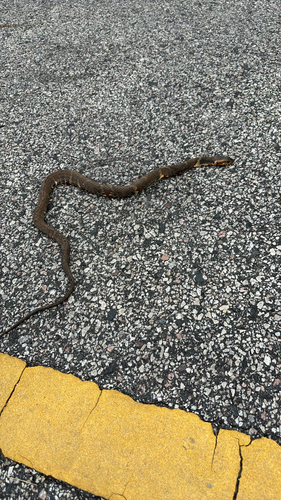 Banded Watersnake