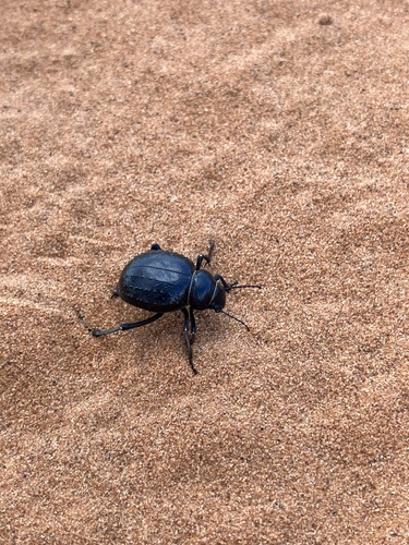 Pimelia angulata