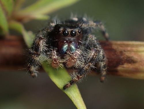 Bold Jumping Spider