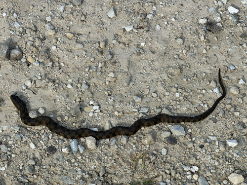 Diamondback Watersnake