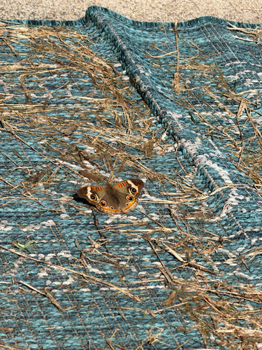 Common Buckeye