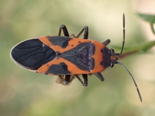 Small Milkweed Bug