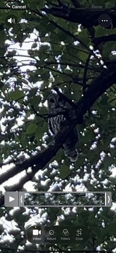 Barred Owl