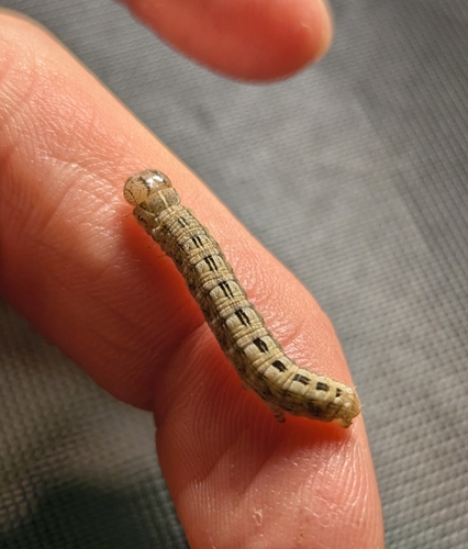 Straw Underwing