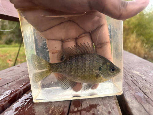 Bluegill