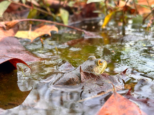 American Bullfrog