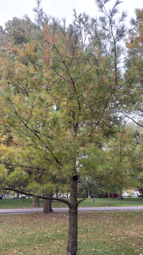 eastern white pine