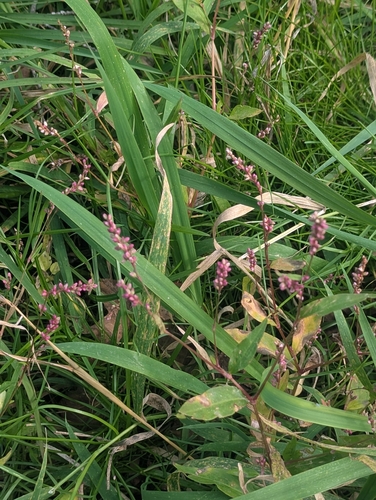 low smartweed