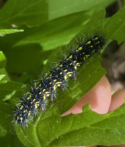 Police Car Moth