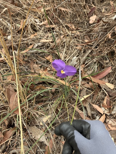 Silky Purple Flag
