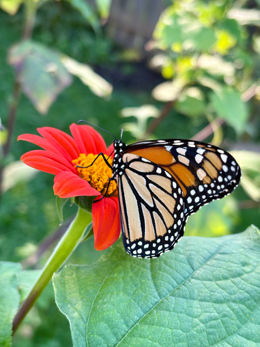 Monarch