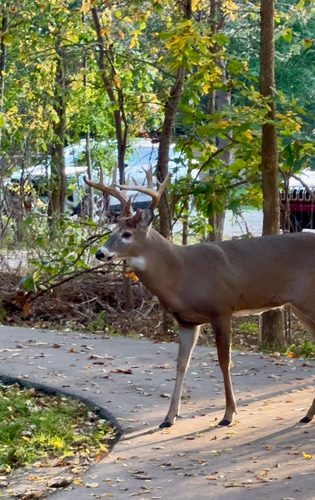 White-tailed Deer