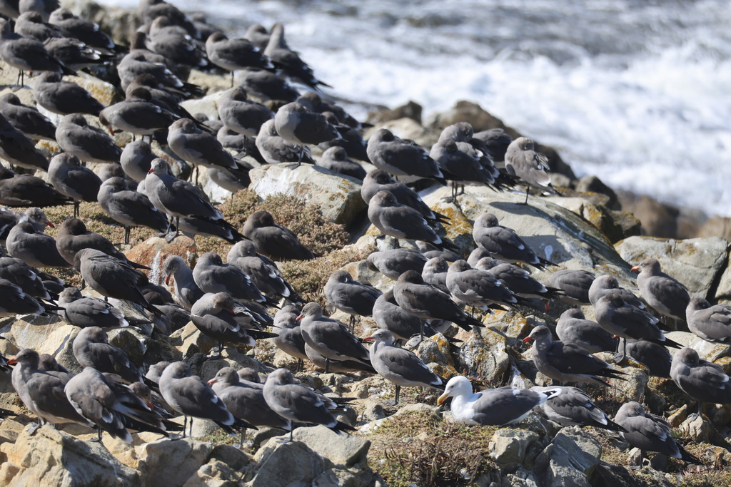 Heermann's Gull