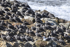 Heermann's Gull