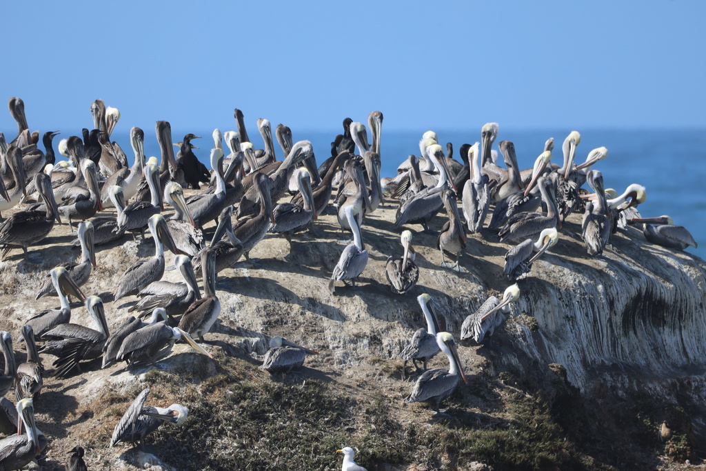 California Brown Pelican