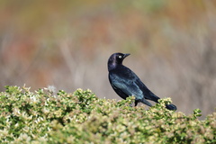 Brewer's Blackbird
