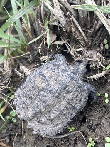 Common Snapping Turtle