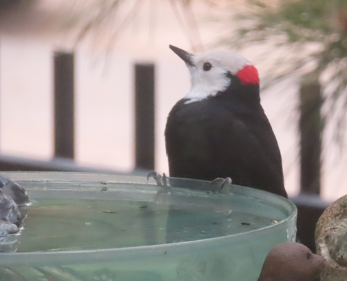 White-headed Woodpecker