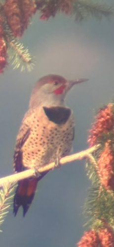 Northern Flicker