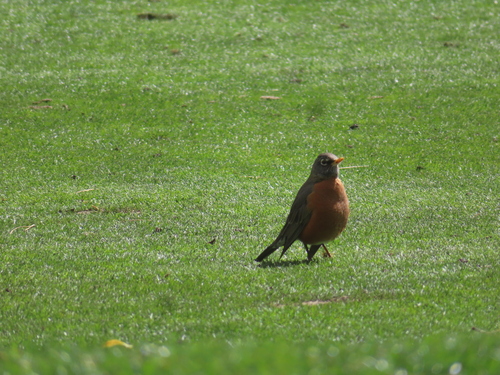 American Robin