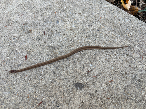 DeKay's Brownsnake