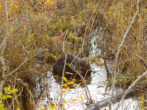 American Beaver