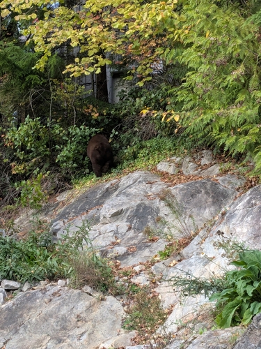 Black Bear sighting near Perth at Portree