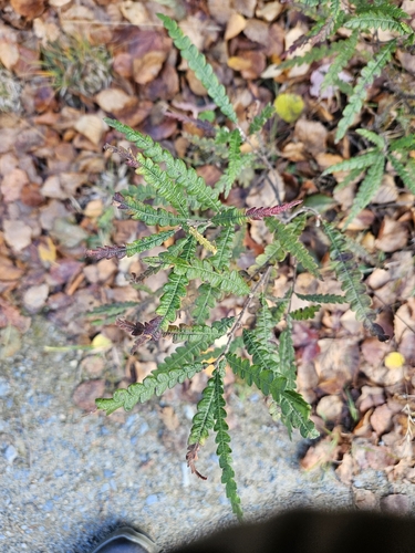 sweetfern