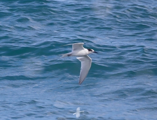 Common Tern