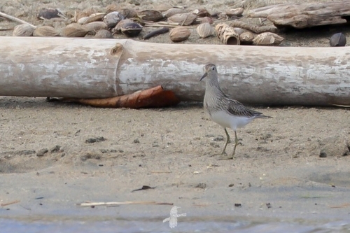 Pectoral Sandpiper