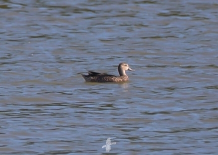 Blue-winged Teal